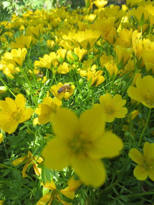 Limnanthes douglasii ssp. sulphurea, Point Reyes Meadowfoam