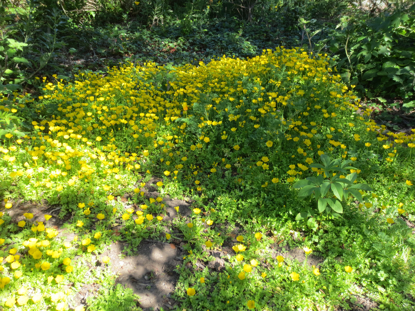 Limnanthes douglasii ssp. sulphurea, Point Reyes Meadowfoam