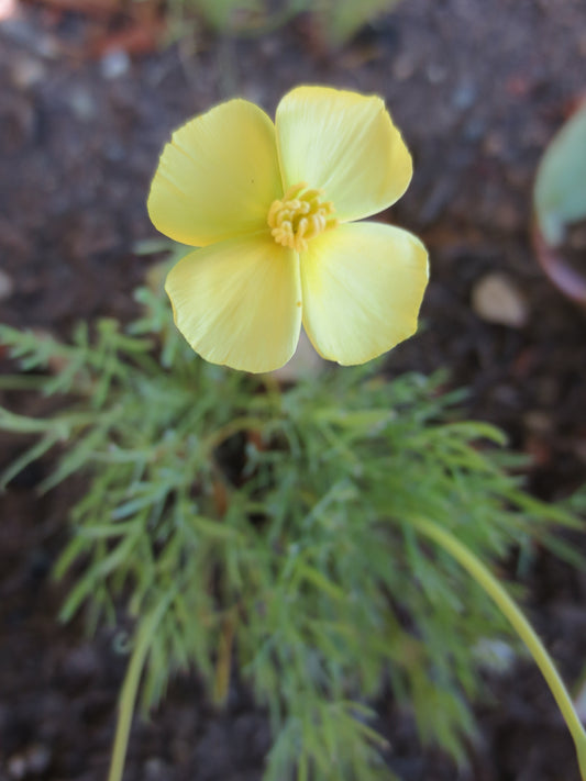 Eschscholzia caespitosa, Tufted Poppy