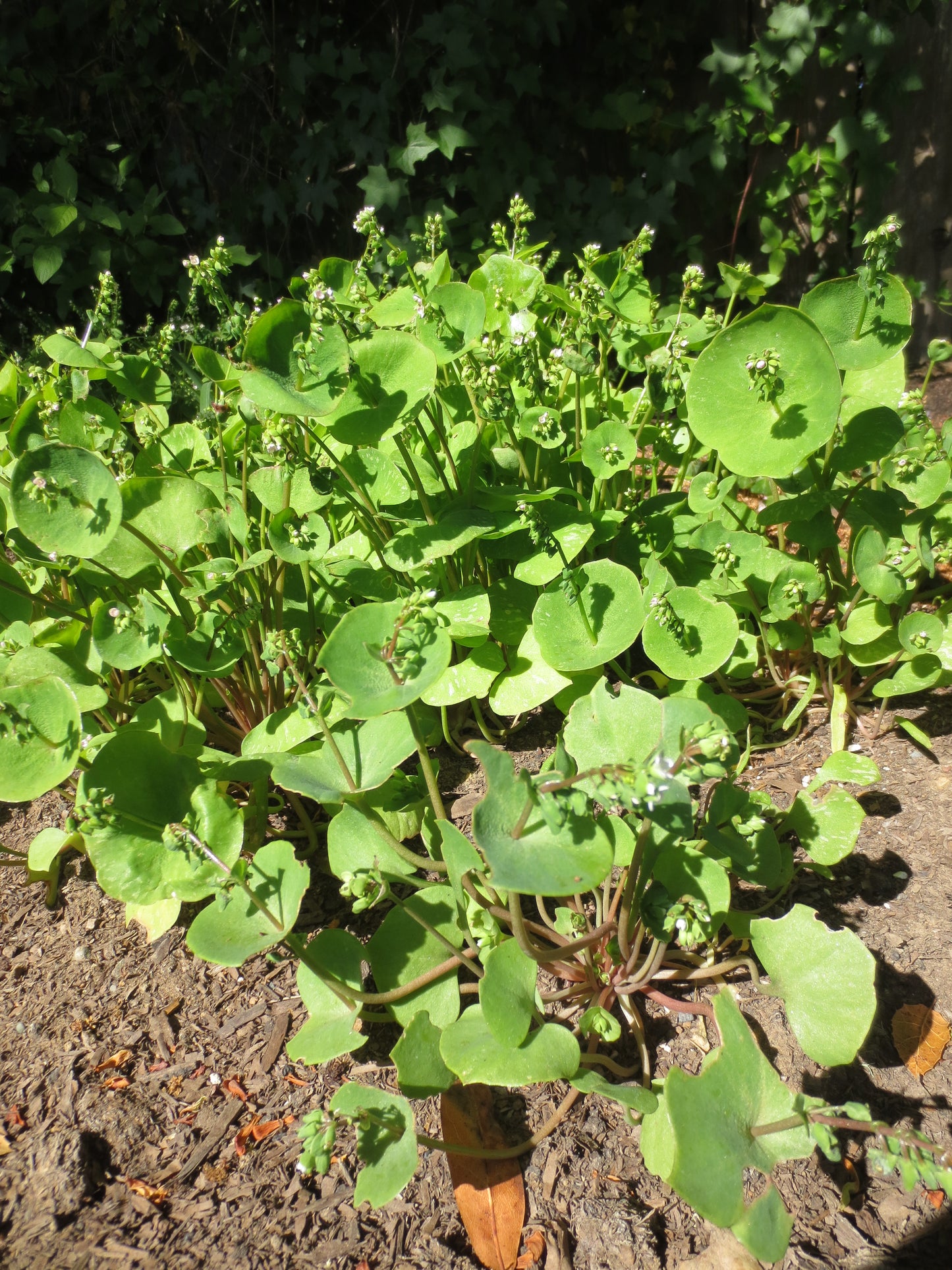 Claytonia perfoliata, Indian or Miner's Lettuce