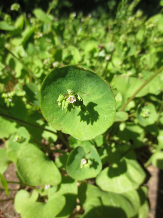 Claytonia perfoliata, Indian or Miner's Lettuce