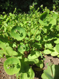 Claytonia perfoliata, Indian or Miner's Lettuce