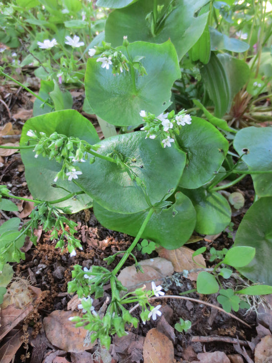 Claytonia perfoliata, Indian or Miner's Lettuce