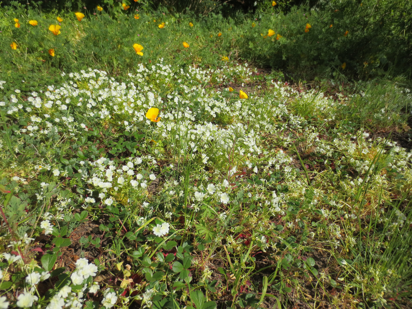 Limnanthes douglasii ssp. nivea, White Seafoam