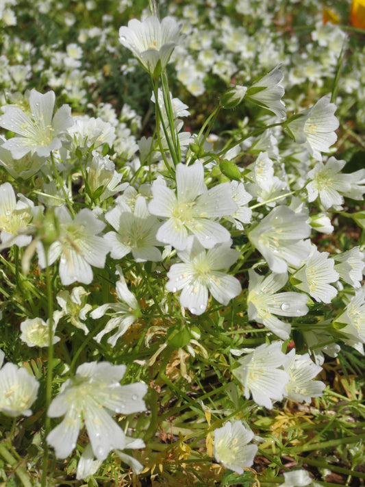 Limnanthes douglasii ssp. nivea, White Seafoam