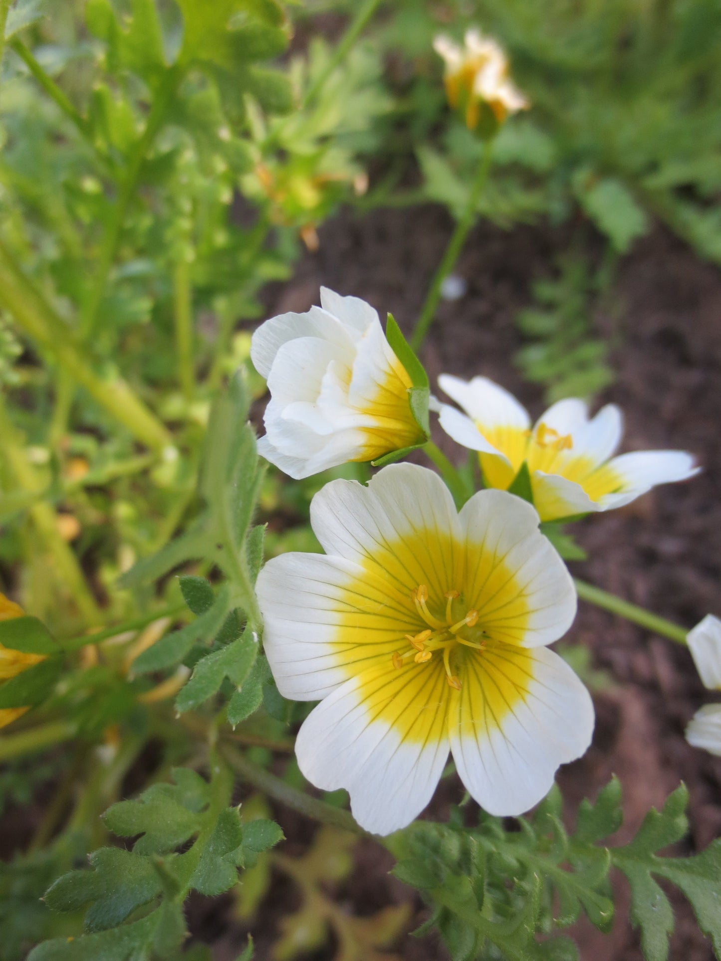 Limnanthes douglasii, Douglas Meadowfoam
