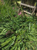 Chlorogalum pomeridianum, Amole, Soap Plant