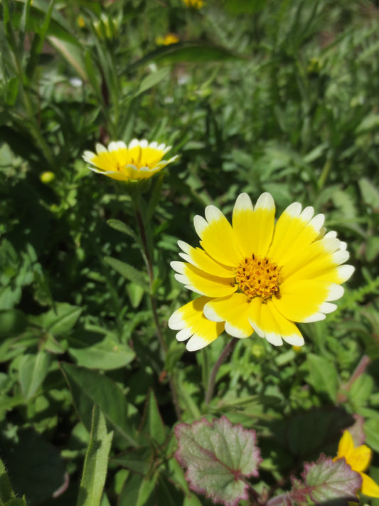 Layia platyglossa, Tidy Tips