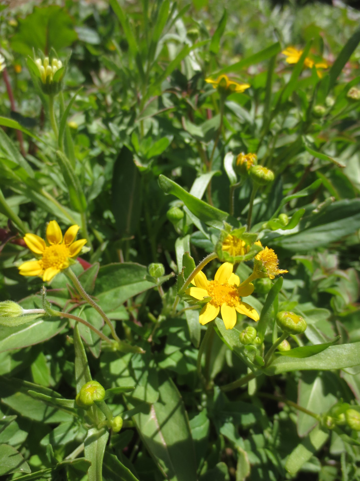 Lasthenia glabrata, Goldfields