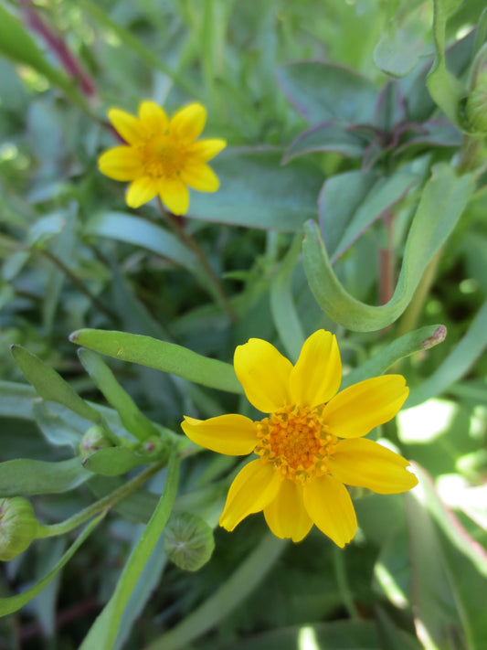 Lasthenia glabrata, Goldfields