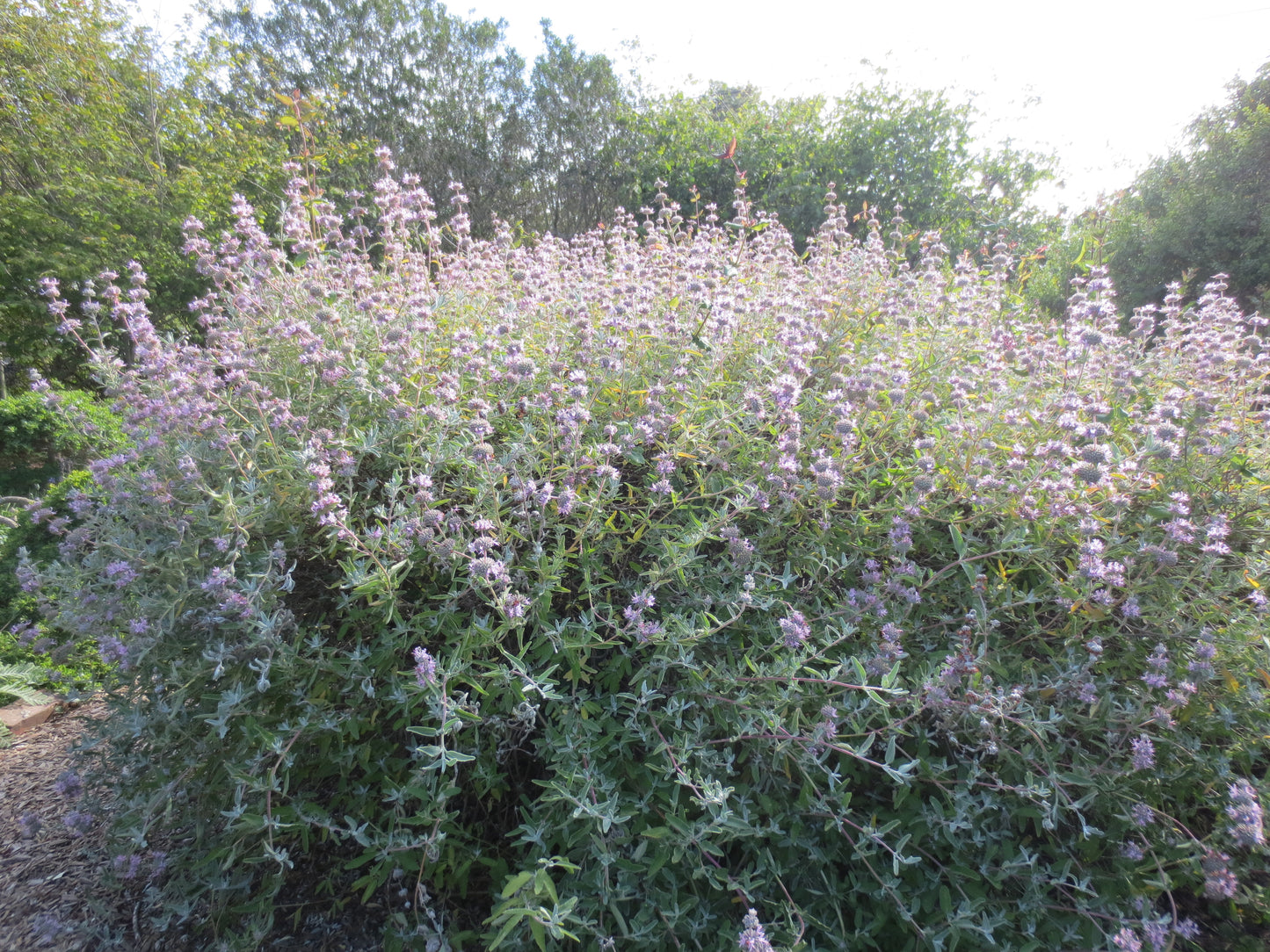 Salvia leucophylla, Purple Flowering Sage