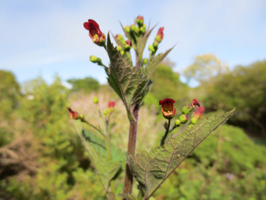 Scrophularia californica, Bee Plant