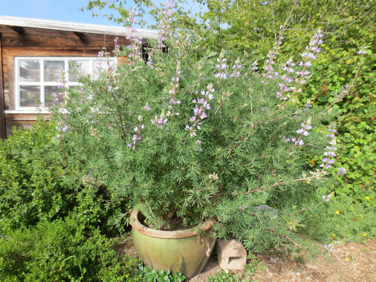 Lupinus propinquus, Violet-Flowered Lupine