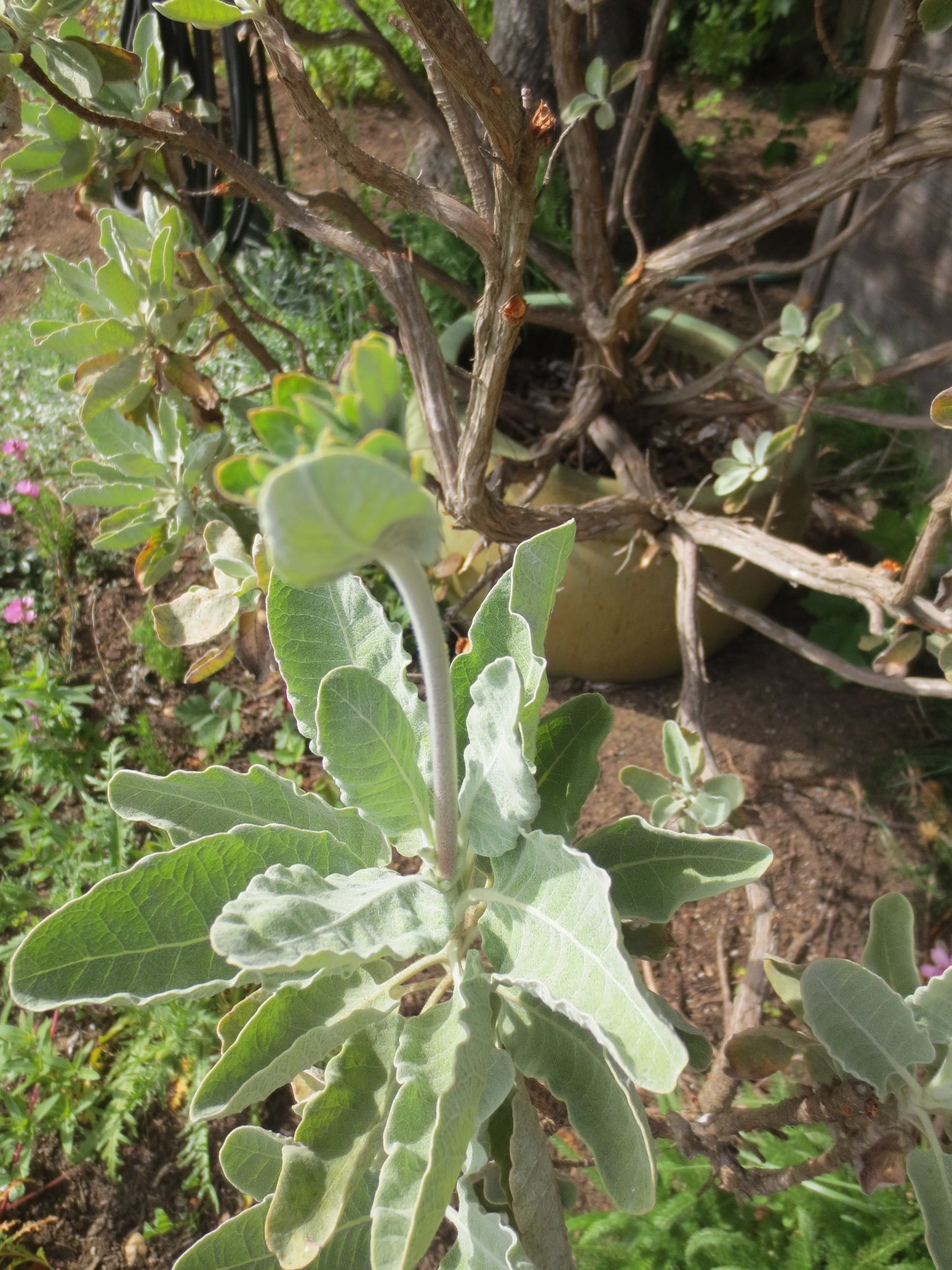 Eriogonum giganteum, Saint Catherine's Lace