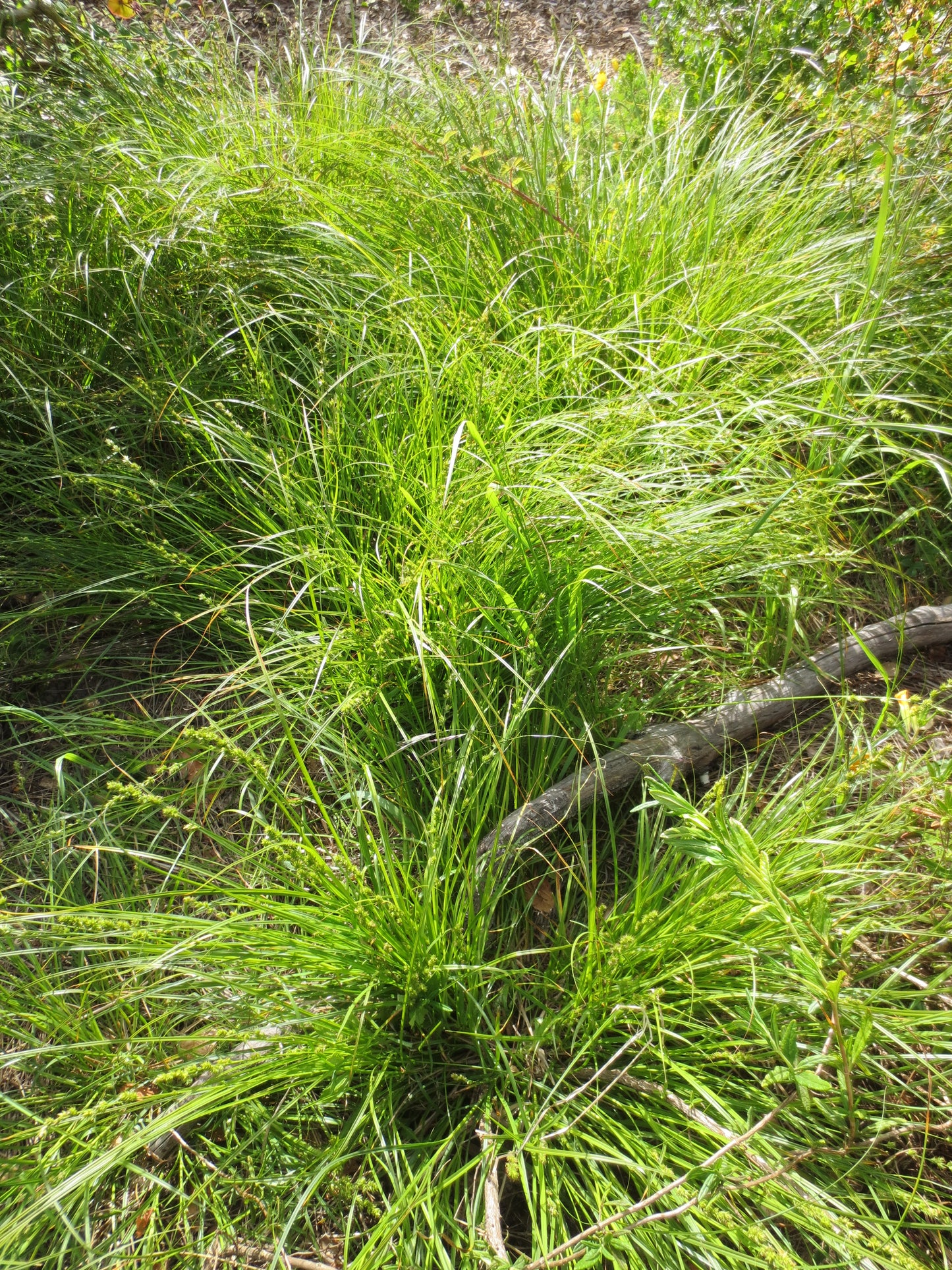 Carex praegracilis, Slender Sedge