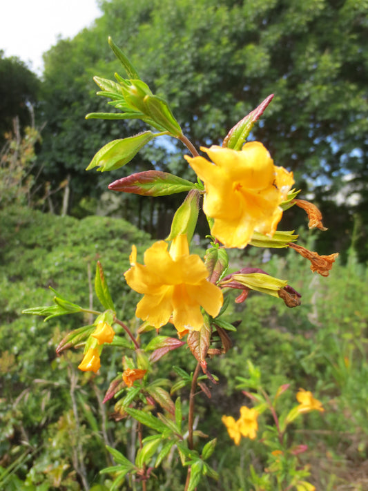 Diplacus aurantiacus, Sticky Monkeyflower