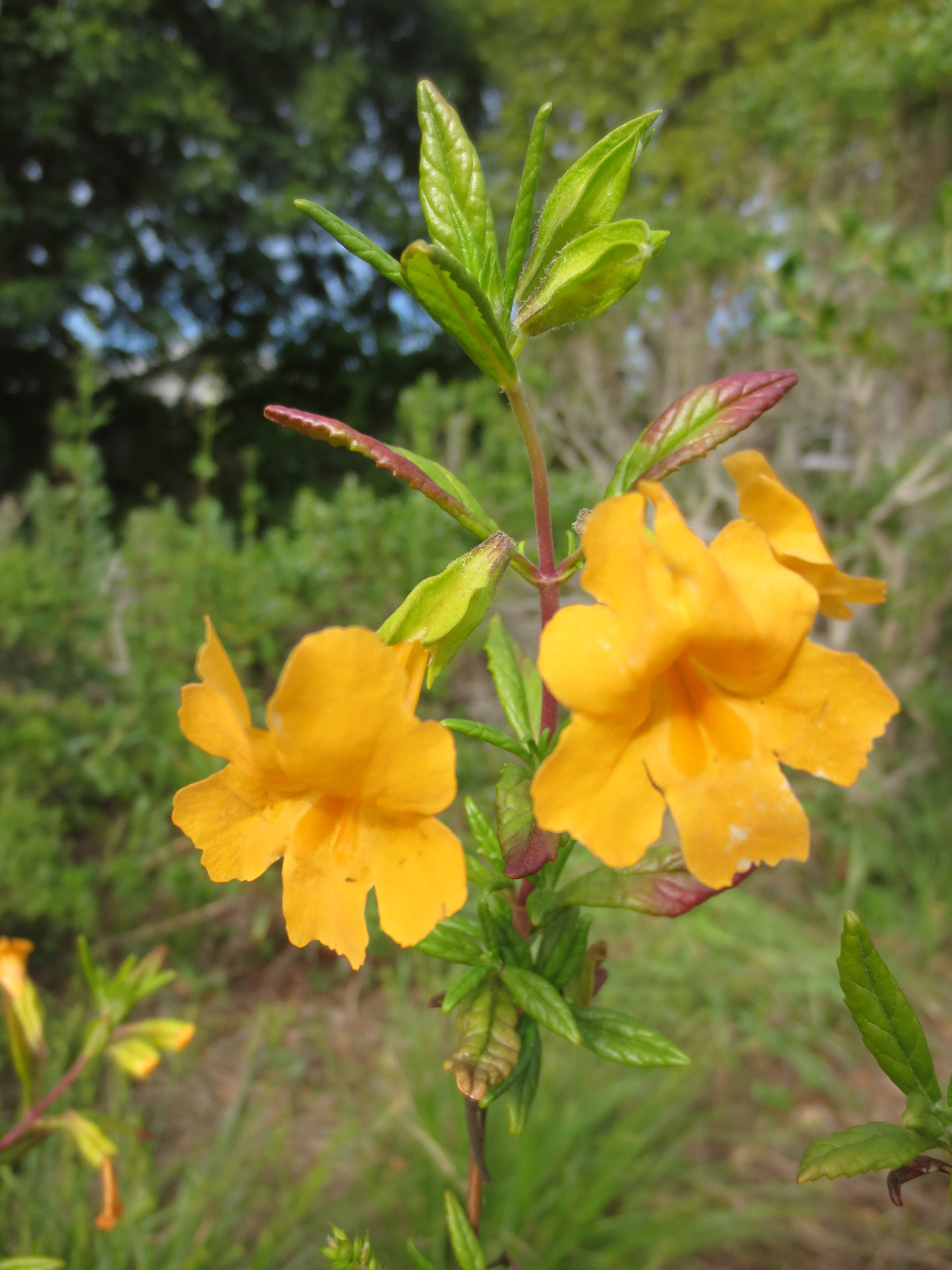 monkey flower seeds Diplacus aurantiacus, Sticky Monkeyflower