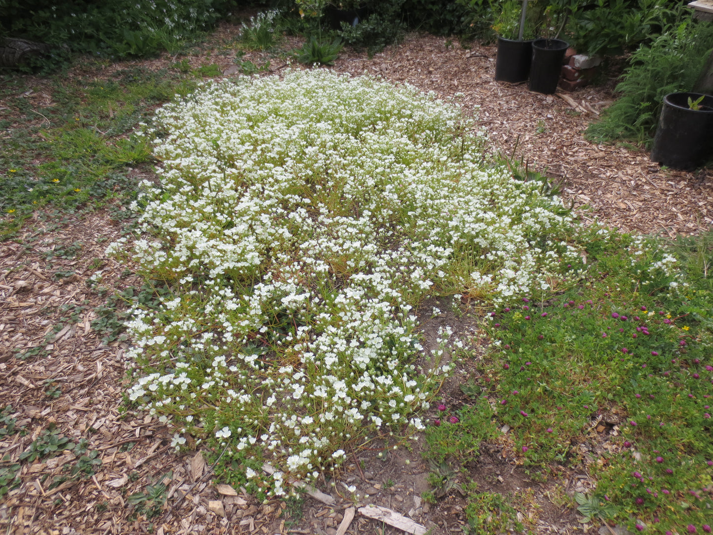 Limnanthes alba, White Meadowfoam