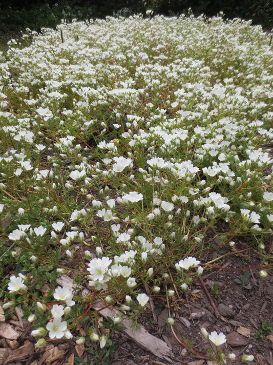 Limnanthes alba, White Meadowfoam