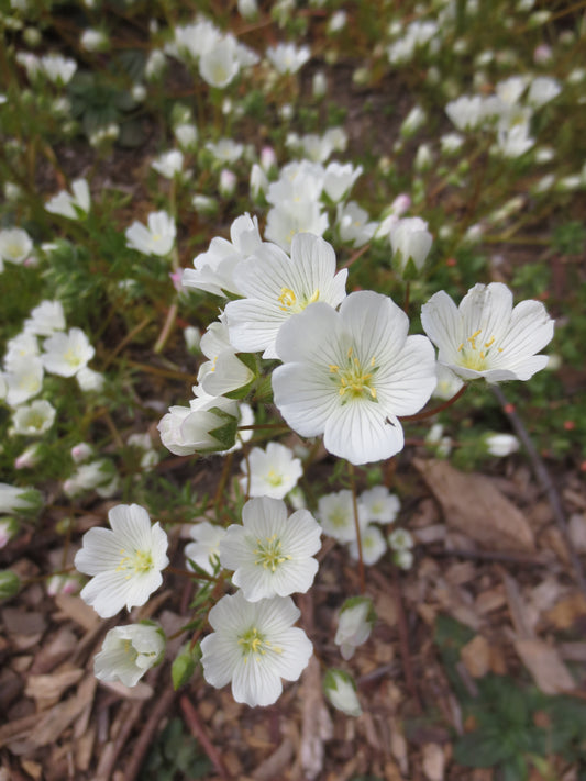 Limnanthes alba, White Meadowfoam