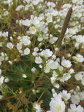 Limnanthes alba, White Meadowfoam