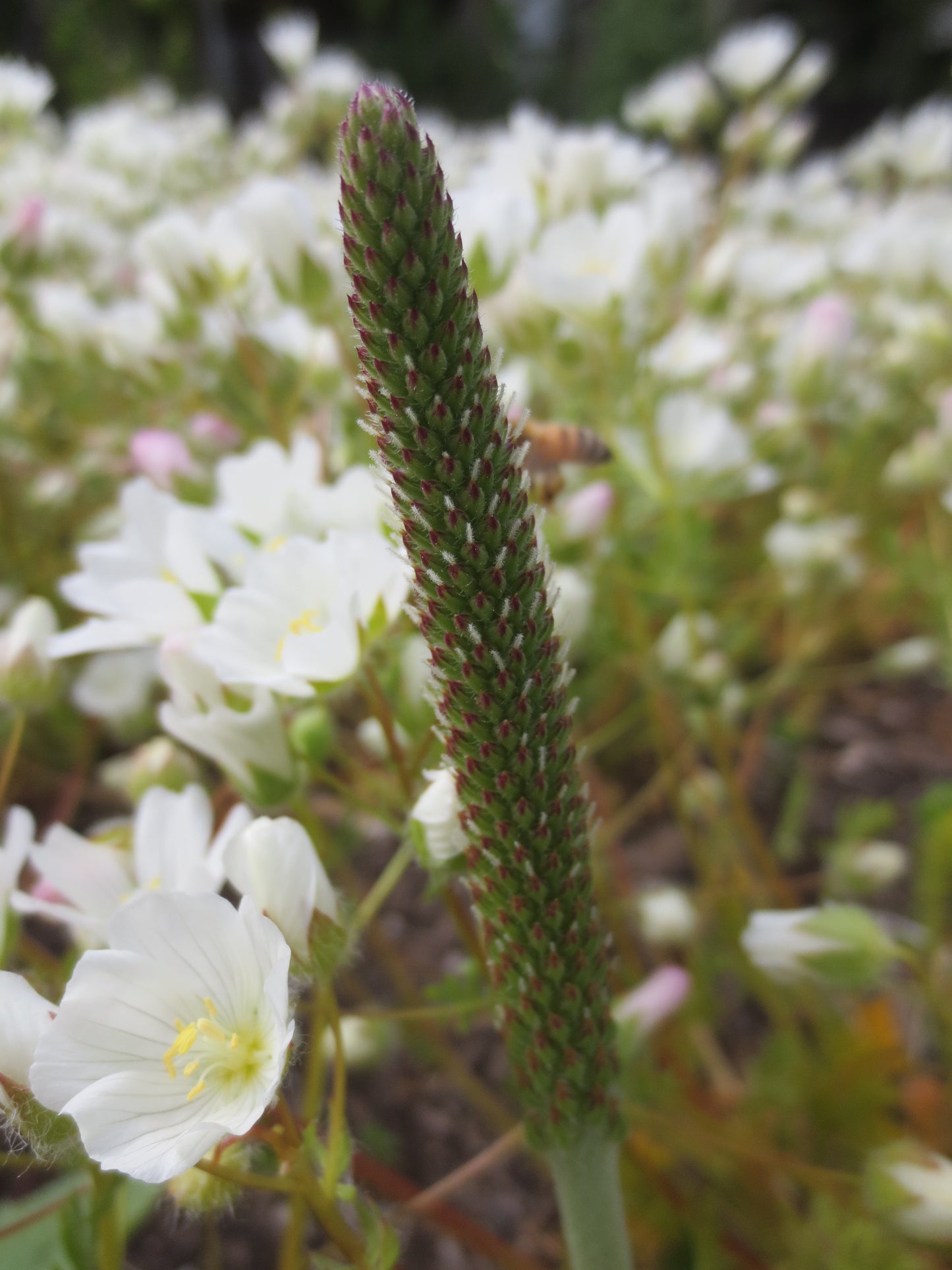 Plantago subnuda, Coastal Plantain