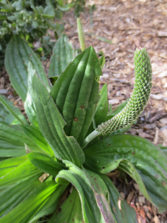 Plantago subnuda, Coastal Plantain