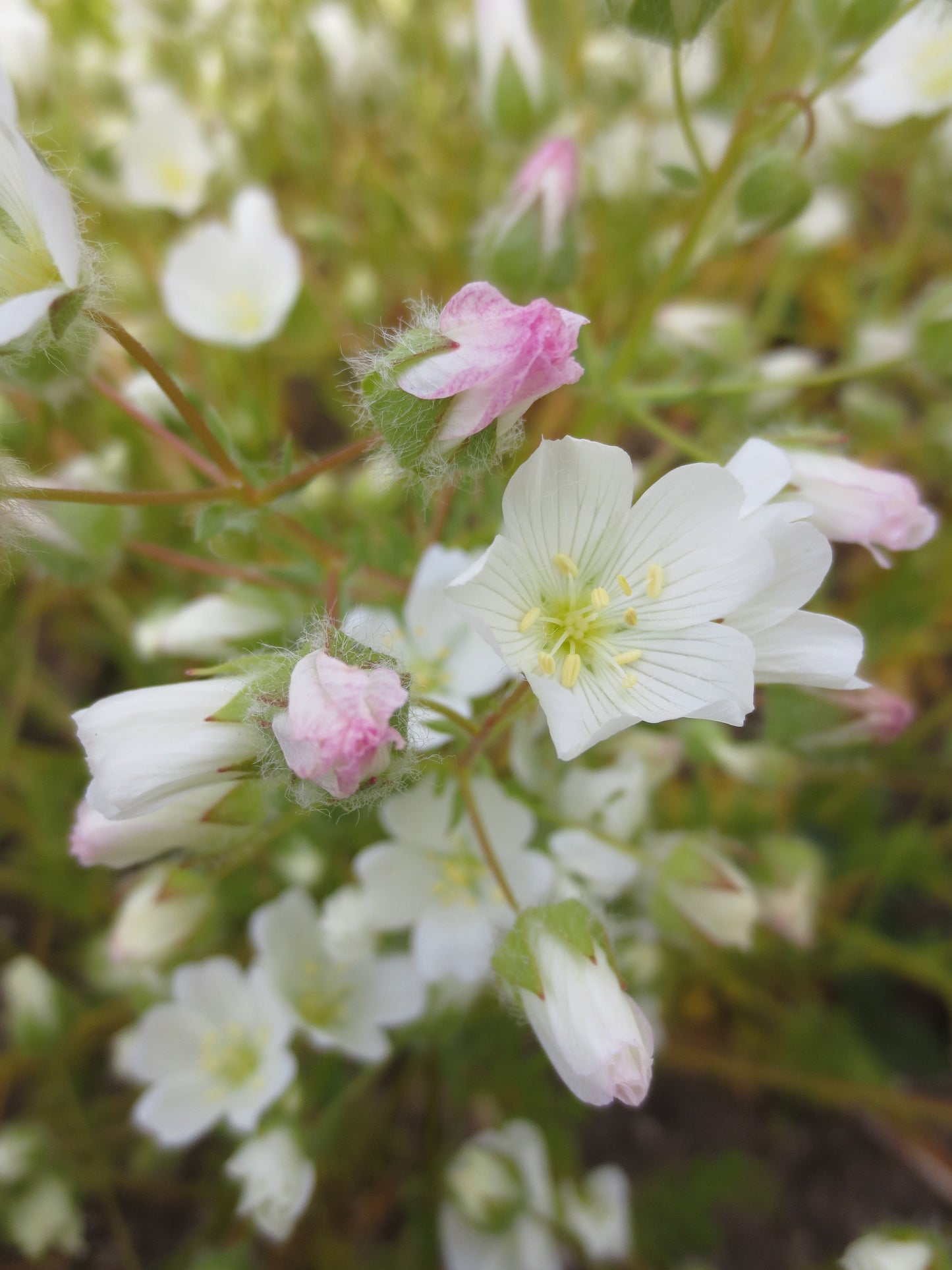 Limnanthes alba, White Meadowfoam
