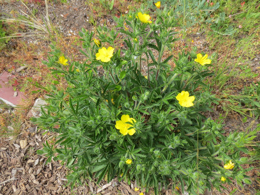 Potentilla gracilis, Slender Cinquefoil