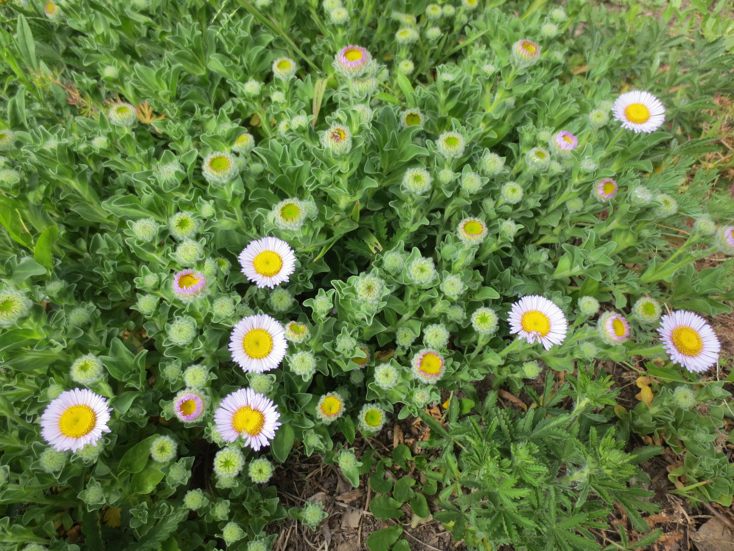 Erigeron glaucus, Beach Aster