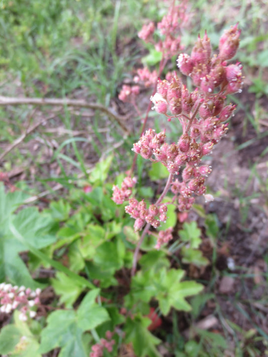 Heuchera pilosissima, Shaggy Alumroot