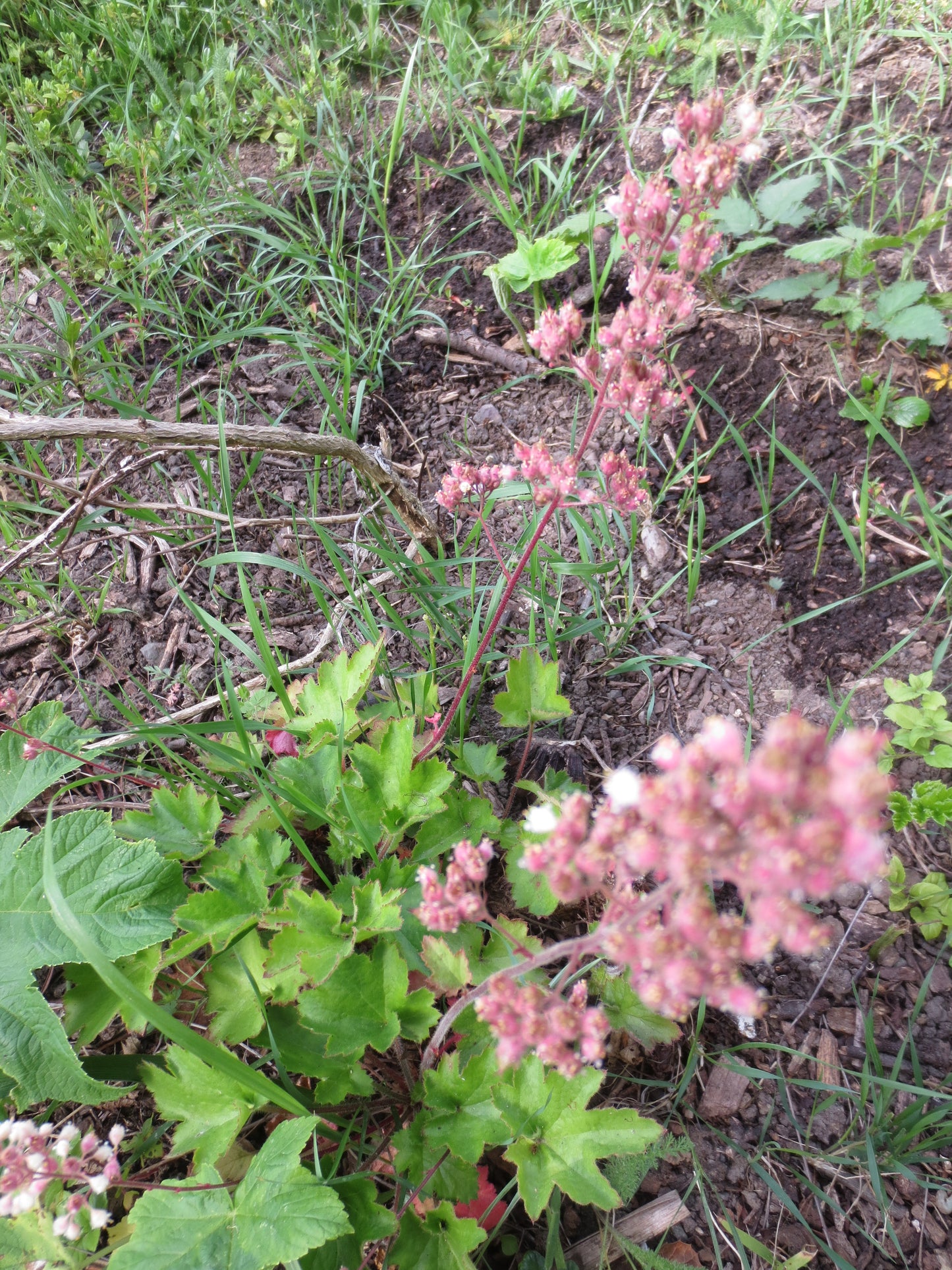 Heuchera pilosissima, Shaggy Alumroot