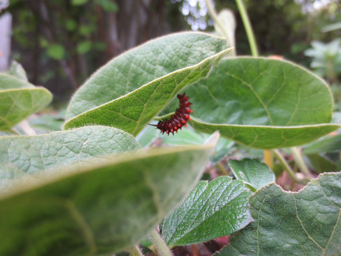 Aristolochia californica, California Pipevine