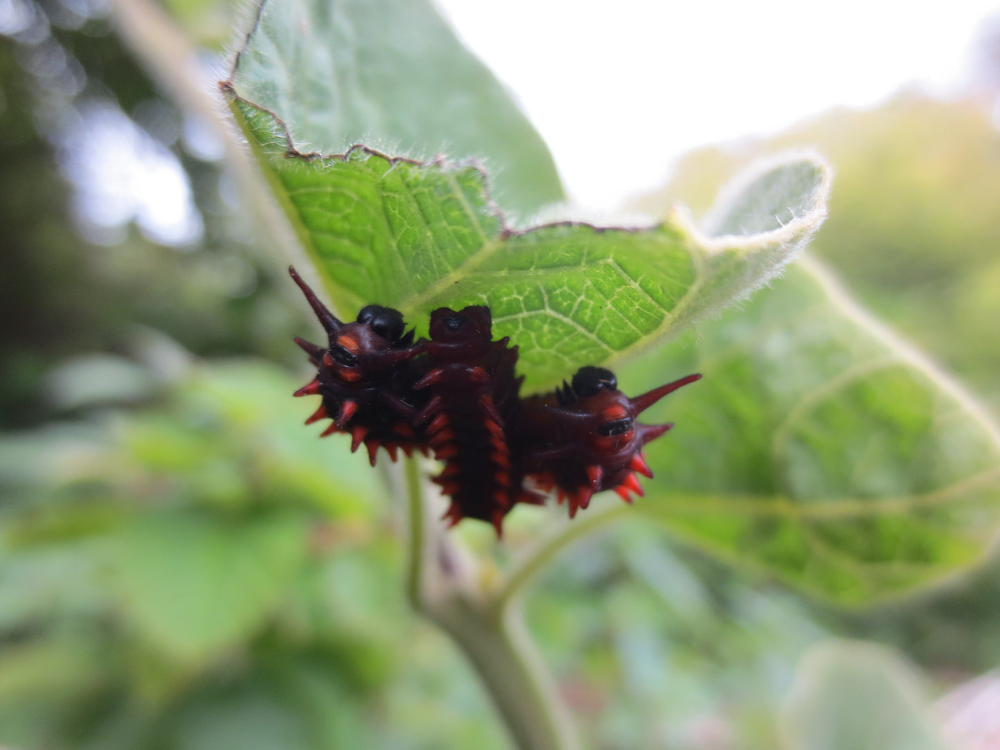 Aristolochia californica, California Pipevine
