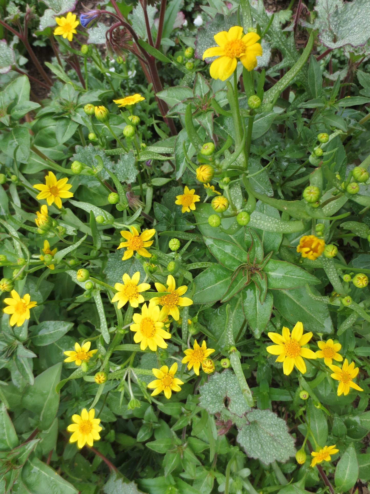 Lasthenia glabrata, Goldfields