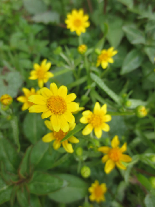 Lasthenia glabrata, Goldfields