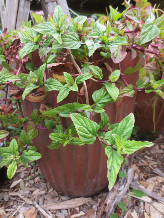 Prunella vulgaris, Self-Heal