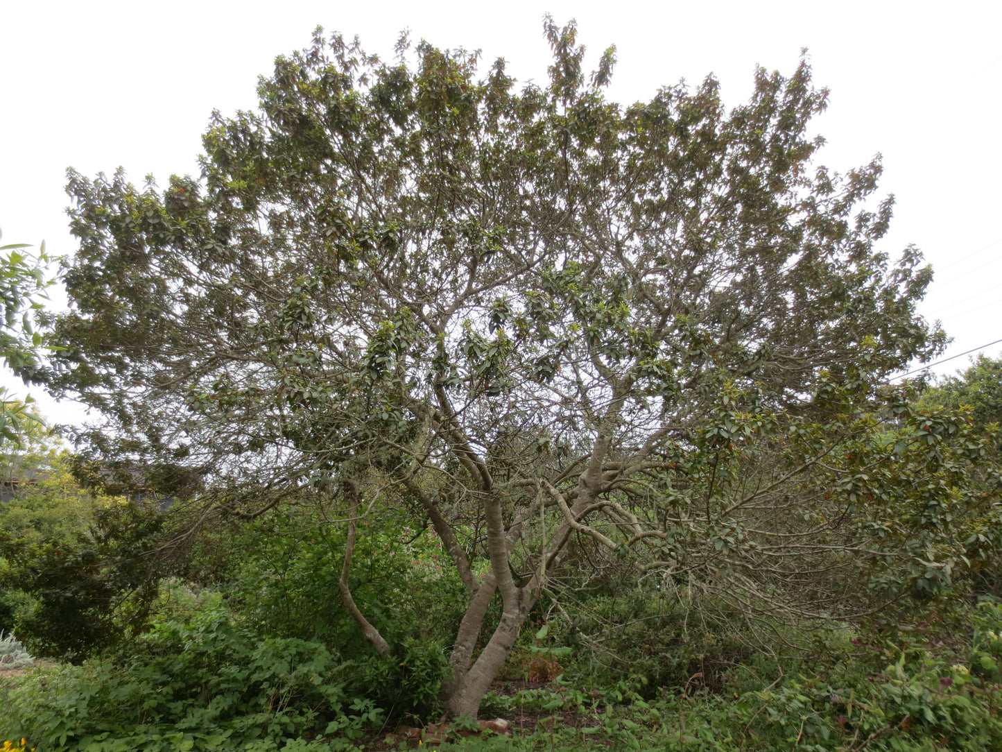 Frangula californica, Coffeeberry