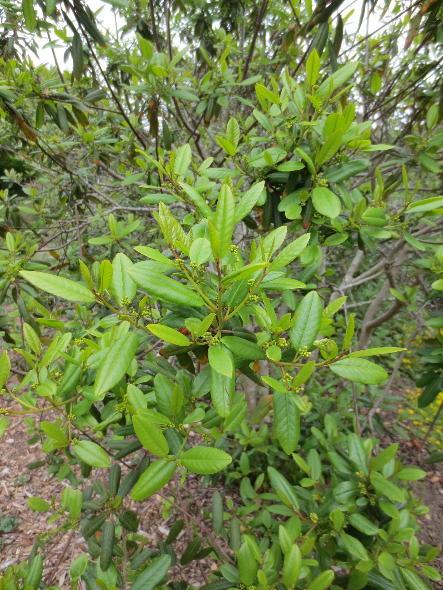 Frangula californica, Coffeeberry