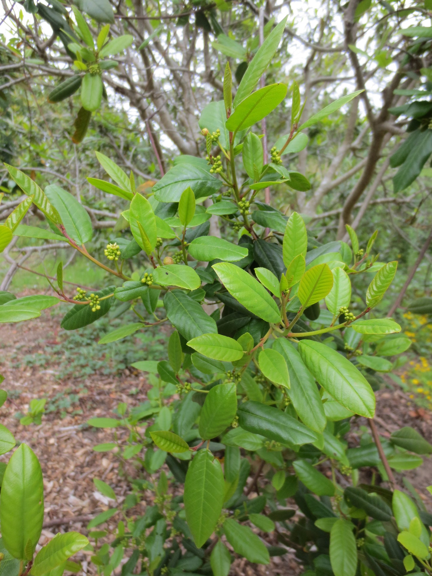 Frangula californica, Coffeeberry
