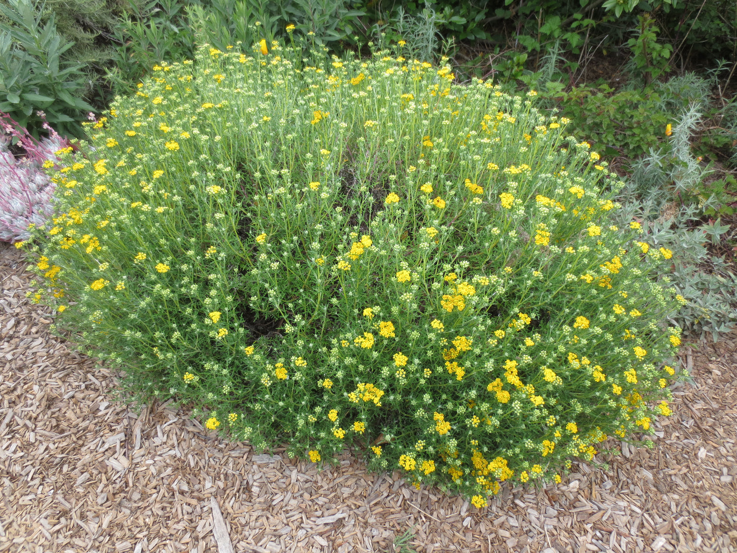 Eriophyllum staechadifolium, Lizard Tail
