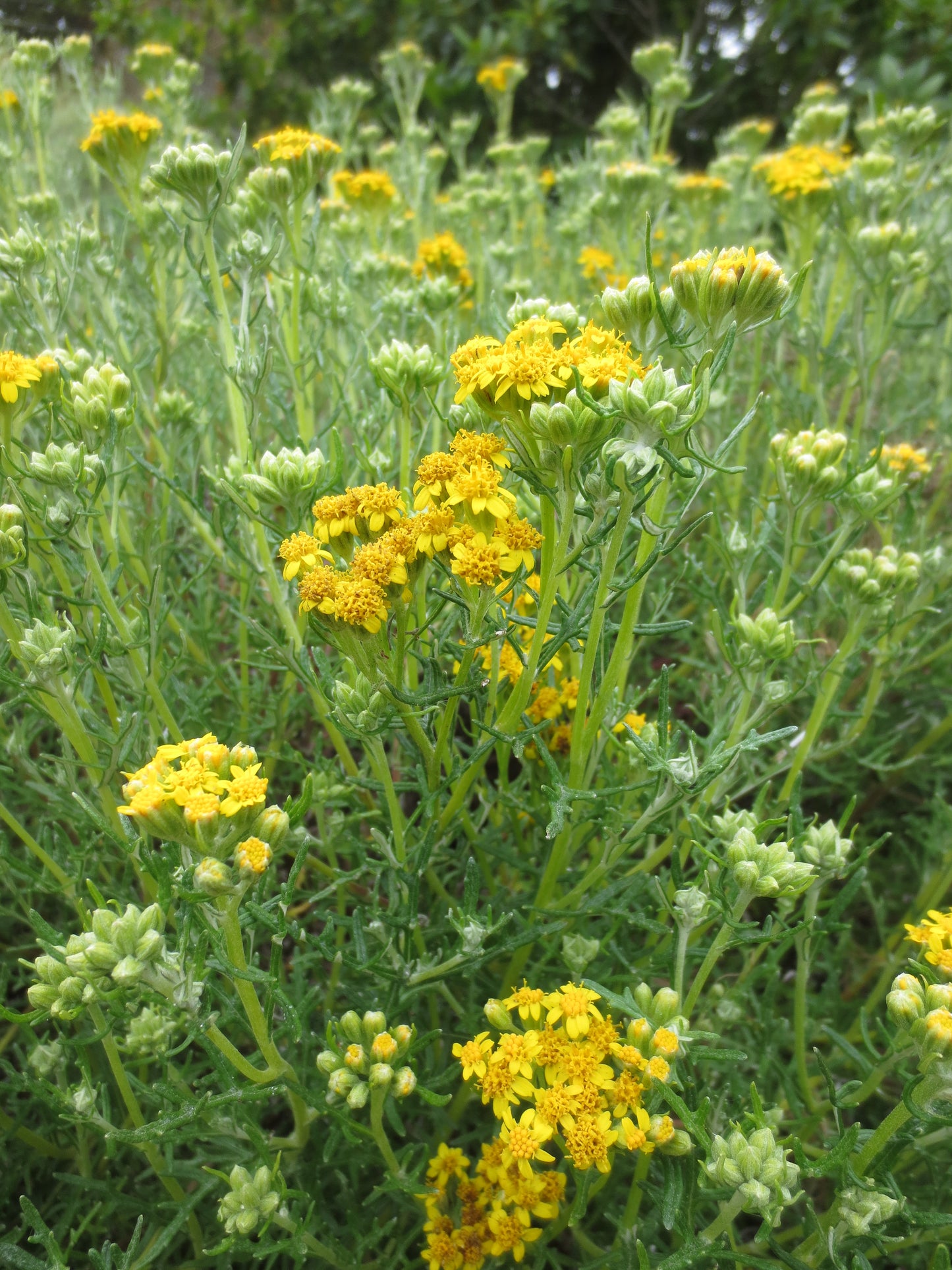Eriophyllum staechadifolium, Lizard Tail