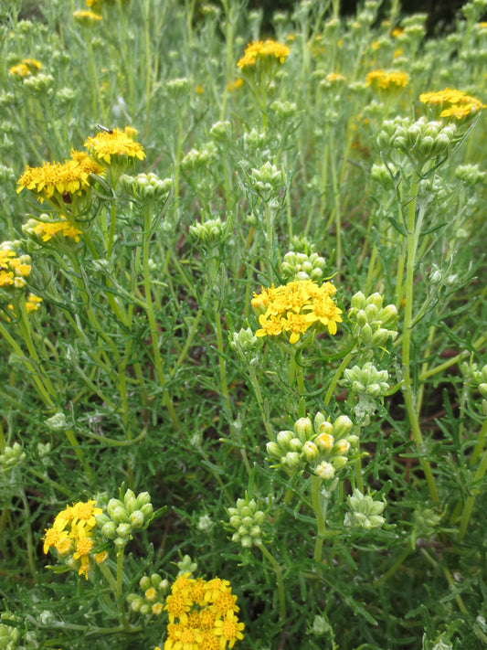 Eriophyllum staechadifolium, Lizard Tail