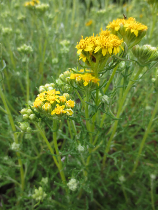Eriophyllum staechadifolium, Lizard Tail