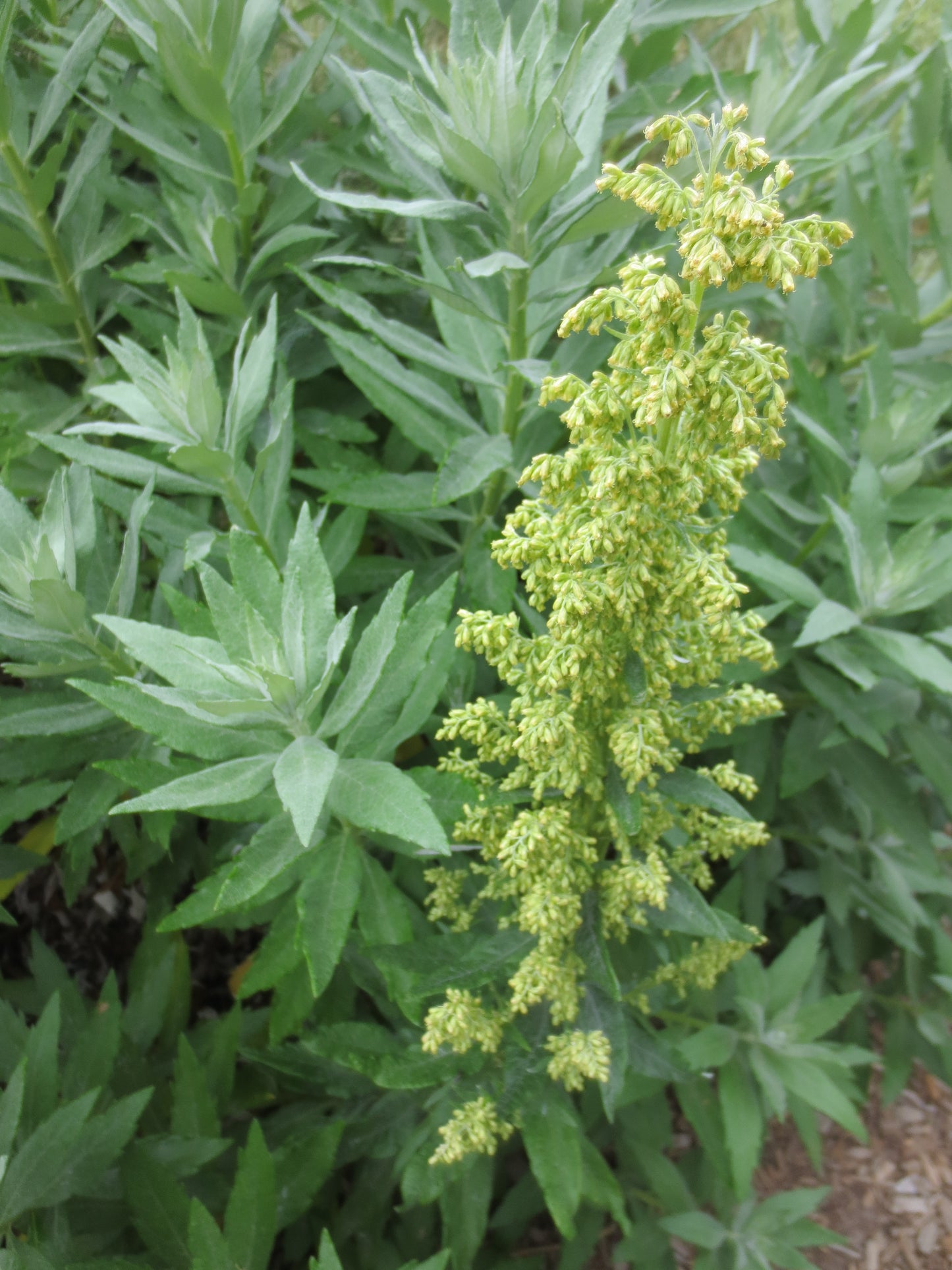 Artemisia suksdorfii, Coastal Mugwort