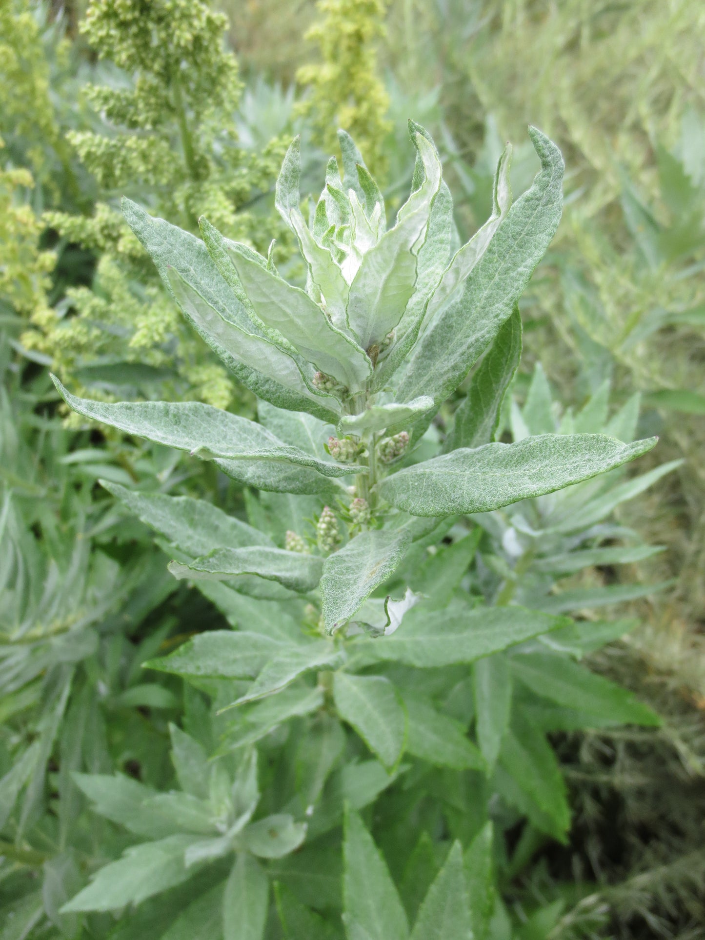 Artemisia suksdorfii, Coastal Mugwort