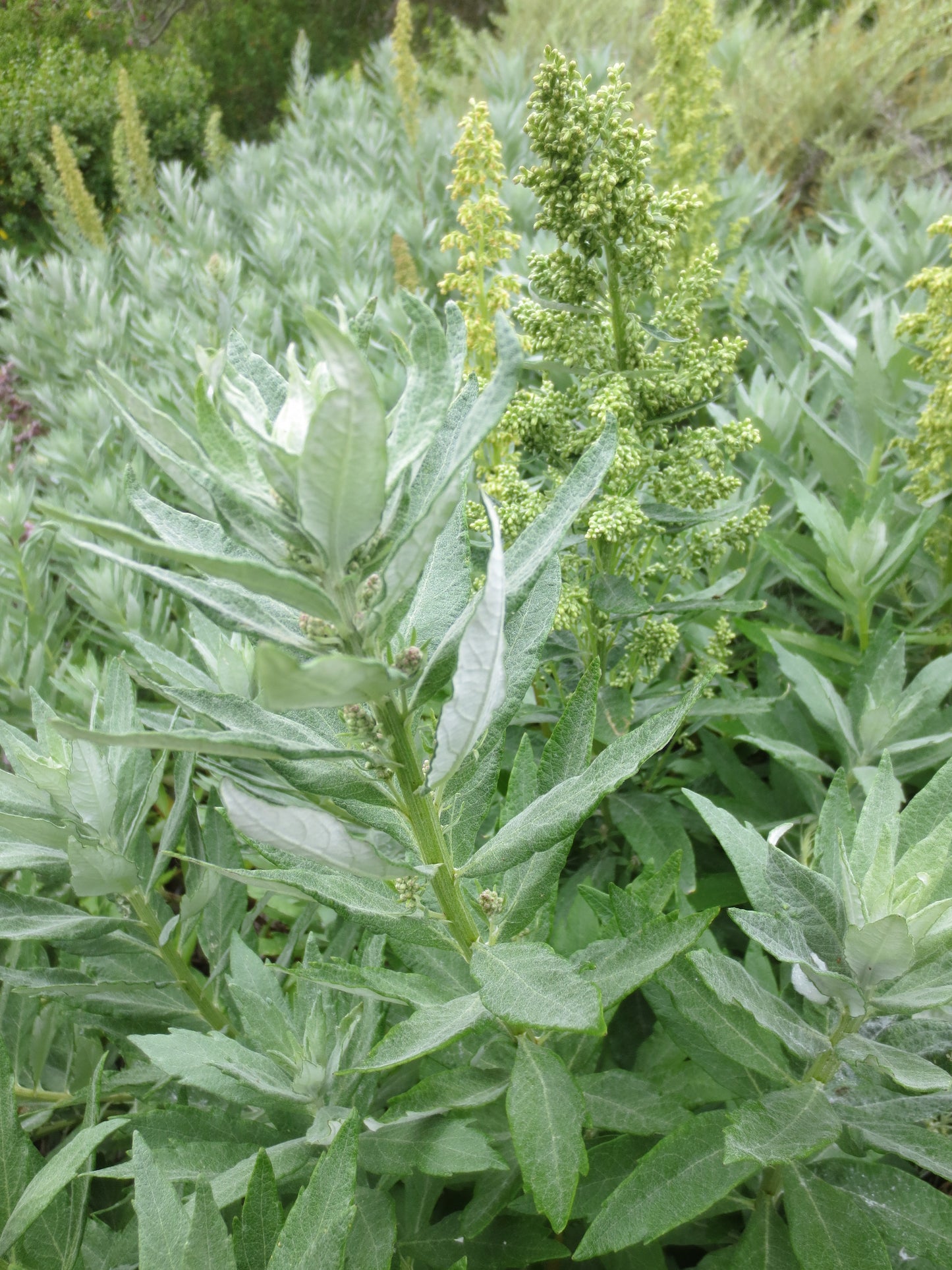 Artemisia suksdorfii, Coastal Mugwort