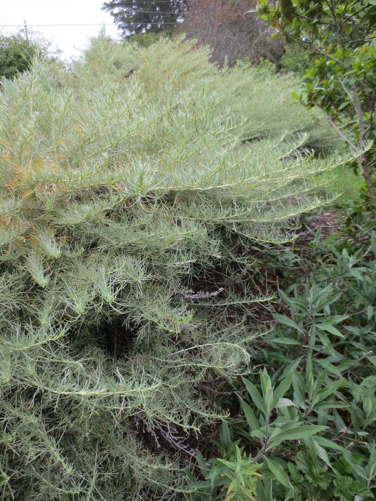 Artemisia californica, California Sagebrush
