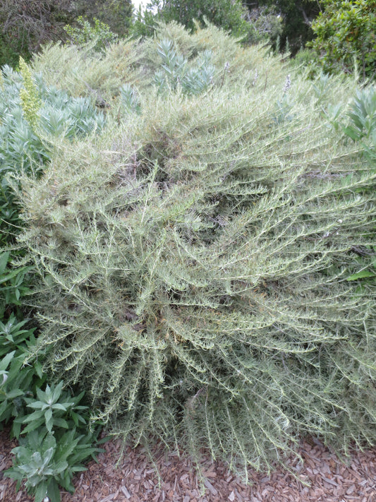 Artemisia californica, California Sagebrush