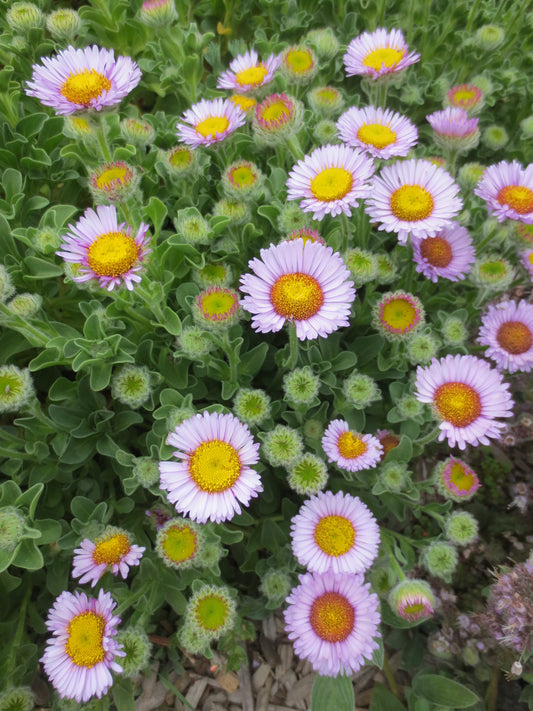 Erigeron glaucus, Beach Aster